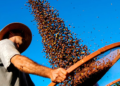 Produção de café do Brasil terá 'núcleo de inteligência' para estruturar dados