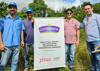 Cooperativismo, crédito e inovação elevam produção de coco e laranja no Sul de Sergipe