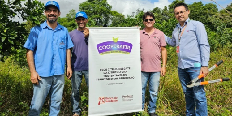 Cooperativismo, crédito e inovação elevam produção de coco e laranja no Sul de Sergipe