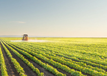 Cooperativa agropecuária publica nova edição de Relatório de Sustentabilidade