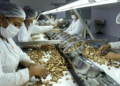 Cooperativa do Acre investe para ser a maior beneficiadora de castanhas do mundo