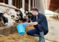 Auditorias internacionais atestam as ações de bem-estar animal de cooperativa alimentícia
