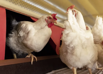 Cooperativa alimentícia fortalece estrutura de capacitação para bem-estar animal e produção sustentável
