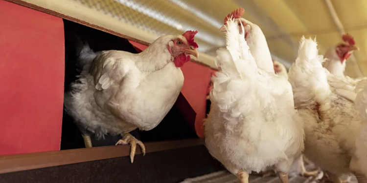 Cooperativa alimentícia fortalece estrutura de capacitação para bem-estar animal e produção sustentável