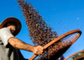 Cafeicultores do Sul de Minas adquirem selo de agricultura regenerativa