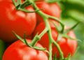 Cooperativa espanhola é referência na comercialização de Tomates de Almería