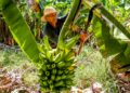 Agricultura capixaba