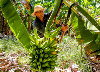 Agricultura capixaba