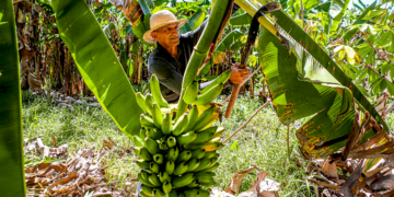 Agricultura capixaba