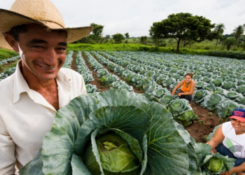 Cooperativa de crédito firma parceria para impulsionar agricultura familiar do Goiás