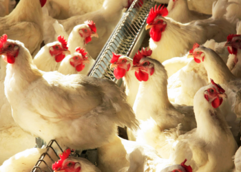 Com gripe aviária, Brasil pode deixar de exportar US$ 1 bilhão em carne de frango