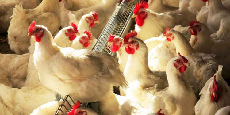 Com gripe aviária, Brasil pode deixar de exportar US$ 1 bilhão em carne de frango