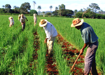 Diagnóstico de Negócios é aplicado em cooperativa alimentícia alagoana