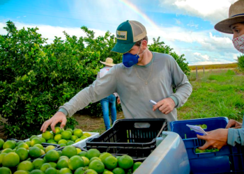 Cooperativa frutícola estreia no mercado canadense durante participação em feira norte-americana