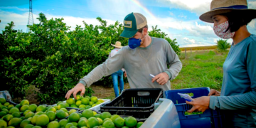 Cooperativa frutícola estreia no mercado canadense durante participação em feira norte-americana