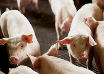 Cooperativa agropecuária abrirá unidade em Xangai para incrementar vendas ao sudeste asiático