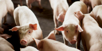Cooperativa agropecuária abrirá unidade em Xangai para incrementar vendas ao sudeste asiático