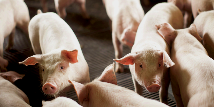 Cooperativa agropecuária abrirá unidade em Xangai para incrementar vendas ao sudeste asiático