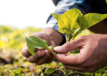 Sistema OCB e Embrapa selam aliança pelo clima e sustentabilidade