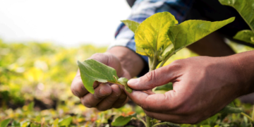 Sistema OCB e Embrapa selam aliança pelo clima e sustentabilidade