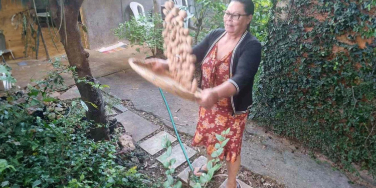 Mulheres do cerrado se unem em cooperativa com foco na sustentabilidade