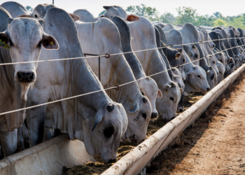 Puxado pela agropecuária, PIB avança 1,4% no primeiro trimestre