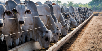 Puxado pela agropecuária, PIB avança 1,4% no primeiro trimestre