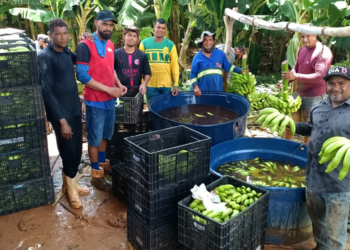 Produtores de banana 'doce por natureza' vão criar cooperativa em SC