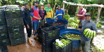 Produtores de banana 'doce por natureza' vão criar cooperativa em SC