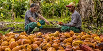Alagoas inaugura primeira cooperativa produtora de cacau