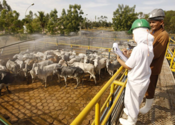 Cooperativismo discute desafios e oportunidades para o Proagro