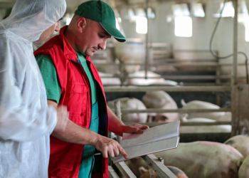 Auditorias externas reforçam compromisso de cooperativa pecuária com o bem-estar animal