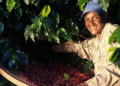 Cooperativas cafeeiras ganham visibilidade e fortalecem atuação com foco em inovação
