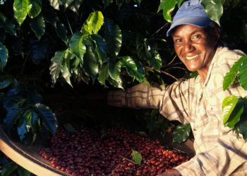 Cooperativas cafeeiras ganham visibilidade e fortalecem atuação com foco em inovação