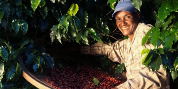 Cooperativas cafeeiras ganham visibilidade e fortalecem atuação com foco em inovação