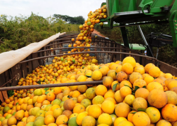Exportações do agro brasileiro somam US$ 82 bi e reforçam superávit comercial
