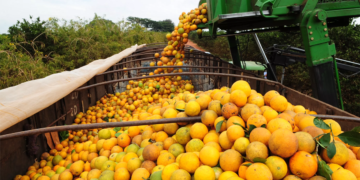 Exportações do agro brasileiro somam US$ 82 bi e reforçam superávit comercial