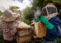 Cooperativa piauiense exporta mel da agricultura familiar para o Japão pela 1ª vez
