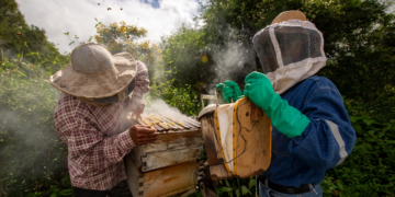 Cooperativa piauiense exporta mel da agricultura familiar para o Japão pela 1ª vez