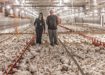 Cooperativa pecuária investe R$ 1,4 bilhão em bem-estar animal e melhorias na produção