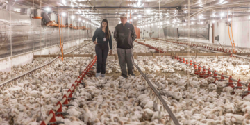 Cooperativa pecuária investe R$ 1,4 bilhão em bem-estar animal e melhorias na produção