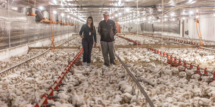 Cooperativa pecuária investe R$ 1,4 bilhão em bem-estar animal e melhorias na produção