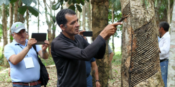 Cooperativas lideram discussões sobre desenvolvimento sustentável na jornada até a COP30