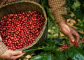 Interdependência no setor cafeeiro cria vínculos permanentes entre Brasil e EUA, aponta cooperativa cafeeira