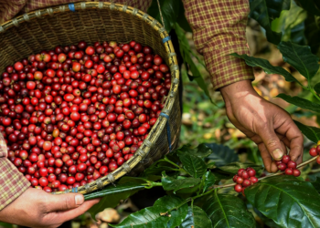 Interdependência no setor cafeeiro cria vínculos permanentes entre Brasil e EUA, aponta cooperativa cafeeira