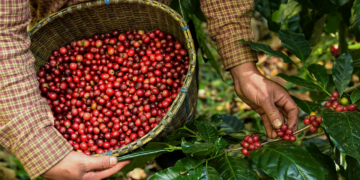 Interdependência no setor cafeeiro cria vínculos permanentes entre Brasil e EUA, aponta cooperativa cafeeira
