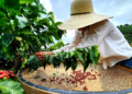 Cooperativa cafeeira apresenta avanços significativos em novo relatório de sustentabilidade