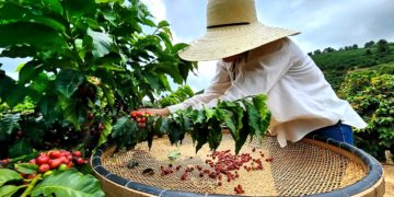 Cooperativa cafeeira apresenta avanços significativos em novo relatório de sustentabilidade