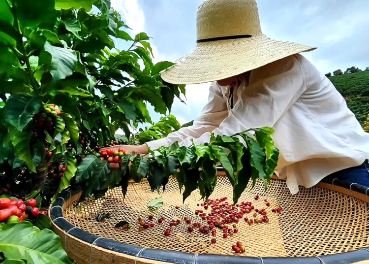 Cooperativa cafeeira apresenta avanços significativos em novo relatório de sustentabilidade