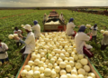 Agronegócio emprega 26,2% dos trabalhadores do país